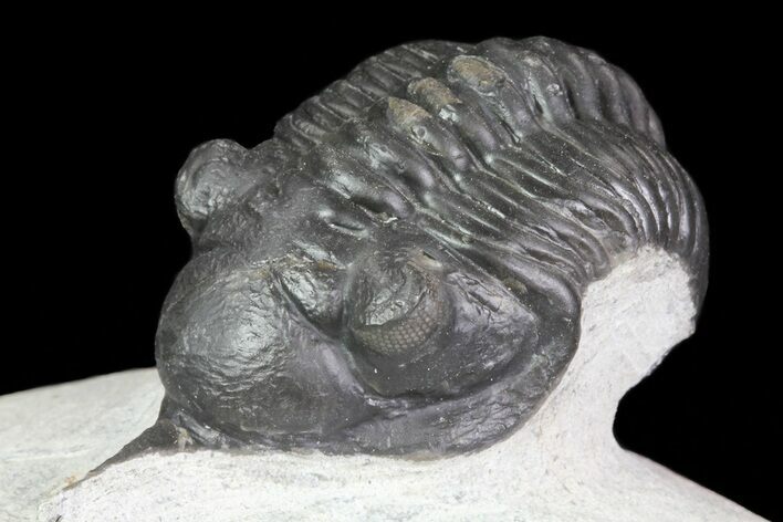 Morocconites Trilobite - Clear Eye Facets #68648